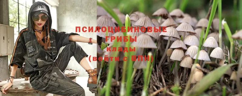 Галлюциногенные грибы Psilocybe  где продают   Норильск 